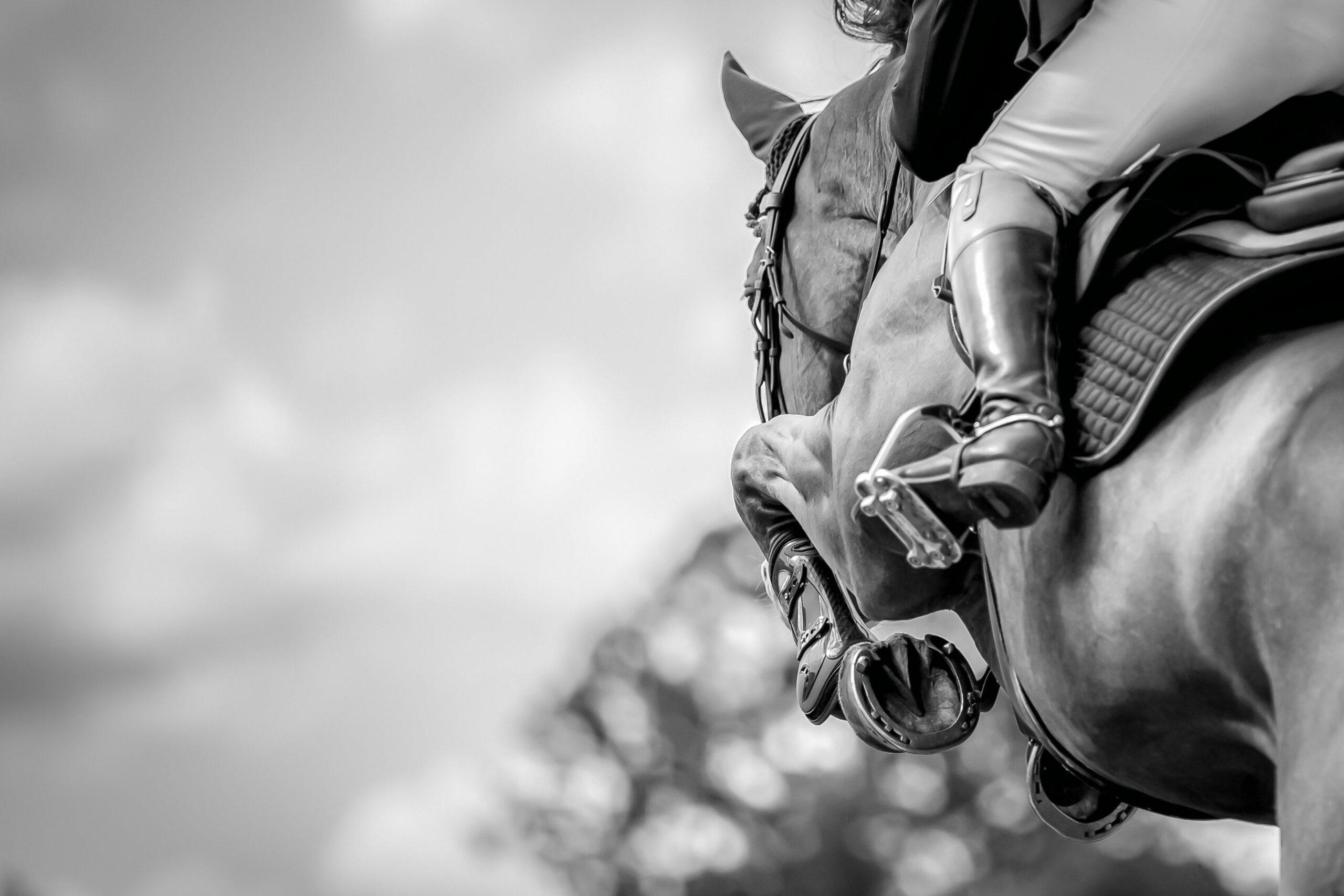 Close-up of a show jumping horse and rider